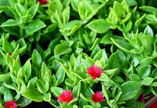  溢满■这些花朵养护简单易爆盆，养在客厅里，清香溢满屋