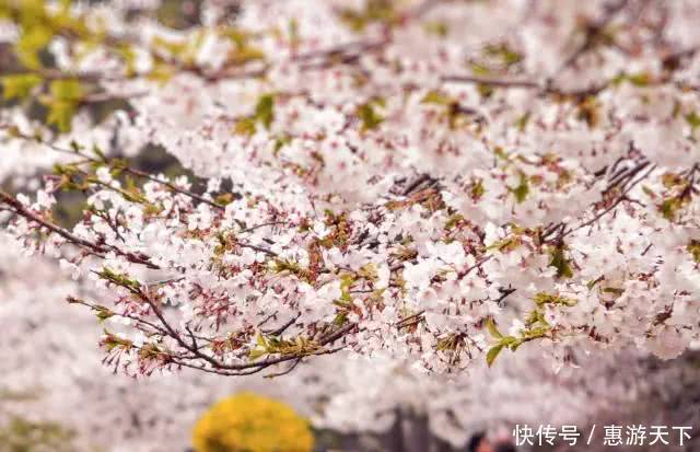 人间三月，桃红柳绿，杏花春雨，最美江南！