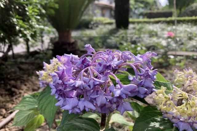  「学会」夏季绣球花“最敏感”，缺点水就“垂头丧气”，学会浇水很关键
