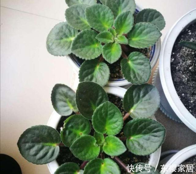 非洲紫罗兰|家中养紫罗兰,掌握好这几个方法,开花更稠密