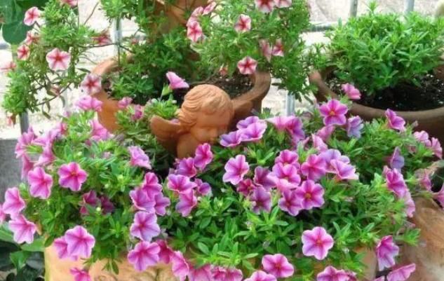 『呼呼』矮牵牛养护四秘诀,四季花不断,每次都爆盆,花瓣呼呼开