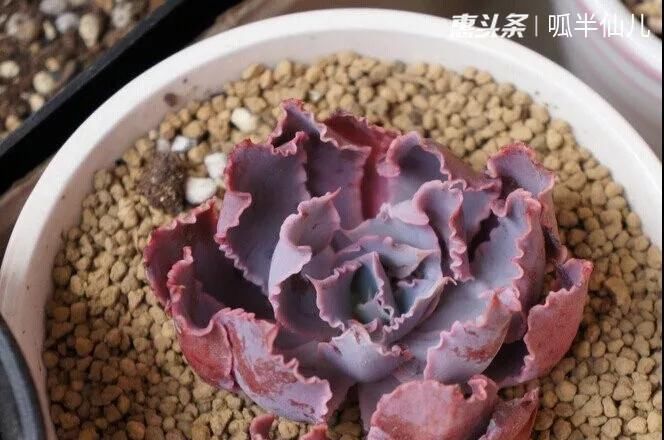 #上名#傻傻分不清的多肉,就看它这儿,一眼就能叫上名!