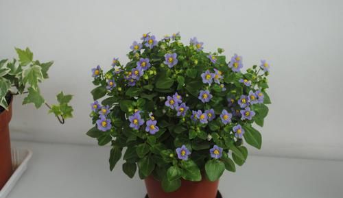  『花叶』新型盆栽“紫星花”，植株小巧玲珑，花叶俱美，香气四溢，值得养