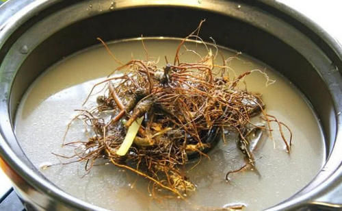 此菜被叫地胆头,根部可入药,1斤几十元,农民靠种它赚了不少钱！