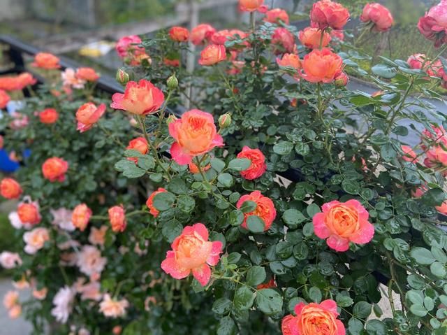 #死翘翘#天热了,别给花乱施肥,小心烧根死翘翘