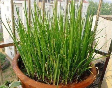  『辣椒』“4种菜”种阳台，长得比吃得还快，比花还漂亮，收获一茬茬