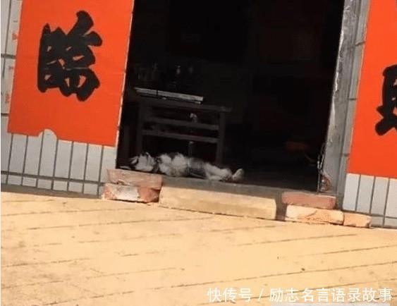 二哈回农村却躺在地上睡觉，二哈：这院子里啥都没有，拆不了