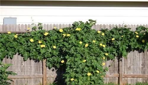  「高产」它可食用可家用，出口量大，种植成本低，收益渠道多，不愁不赚钱