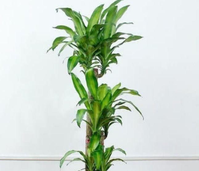  『蟹爪兰』3种花自带“财运”,好养易活不招虫,养在哪里都爆盆,好运到来
