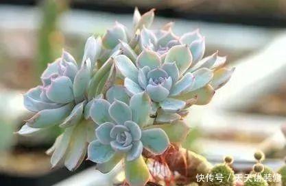 早上■问个问题,多肉植物是晚上浇水还是早上浇水?你不知道了吧?