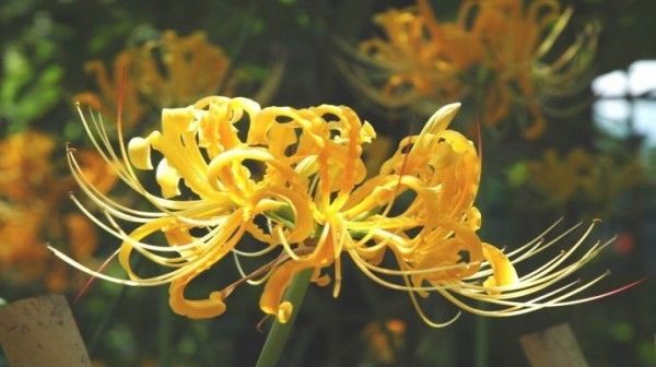  「艳丽」喜欢菊花，那就养盆“精品玫瑰”钻石玫瑰，花开花团锦簇，颜色艳丽