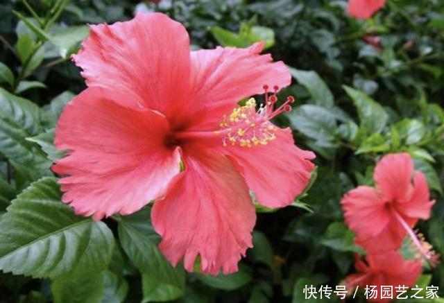 喜热■3种花卉“喜热”,温度再高也能养,摆阳台开花多,养1盆观赏!