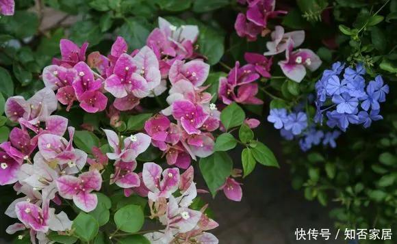  『照充足』5种花要多晒，晒得多花越多，一缺光就黄叶烂根！