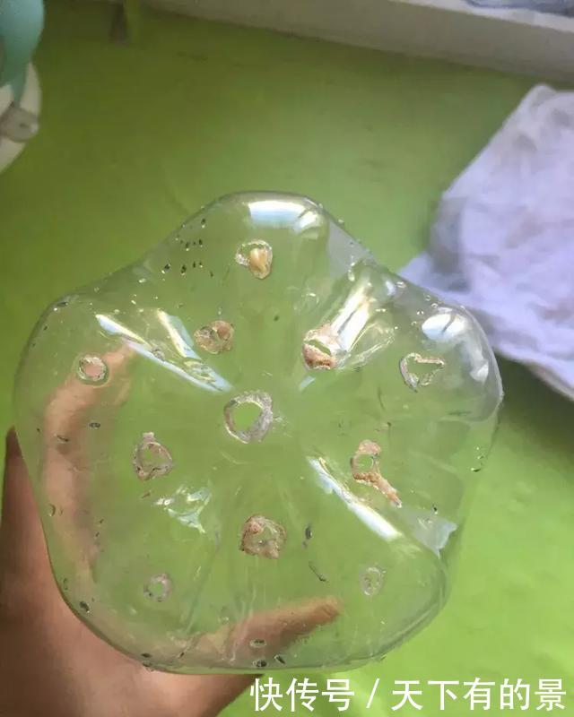养花■想吃豆芽,1个“可乐瓶”就能做,只花豆子钱,7天就行!