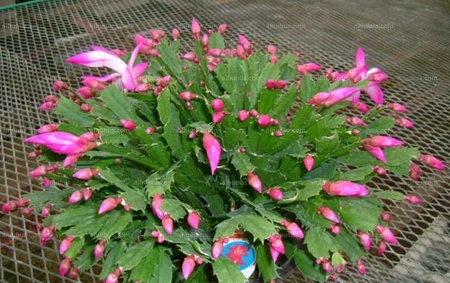  「看起来颇为」茶花蟹爪兰爱嫁接！钻个洞，插根枝，它们开花更具色泽感！