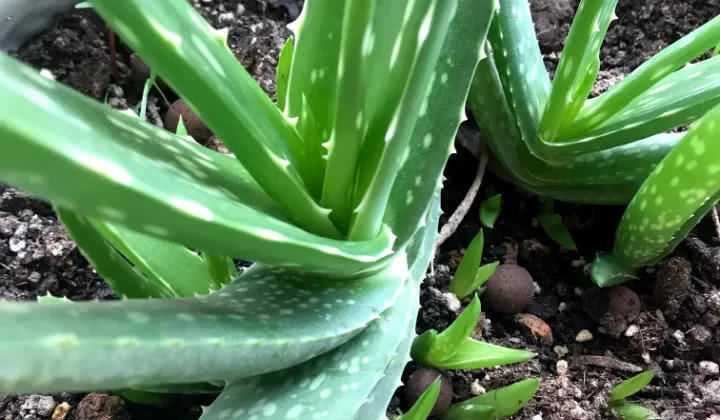  「花钱」这6种花就要穷养，不花钱不用管，个个肥得流油！