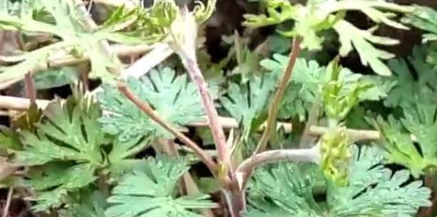  名字■农村一种野草的名字十分霸气，是药王孙思邈所赐，有活血