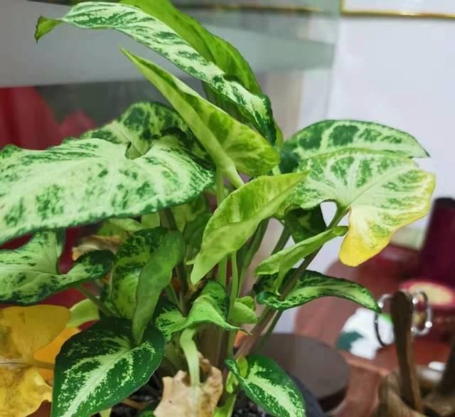  『精致』这些植物都可养在墙上，变精致的垂直植物景观，都可养在室内