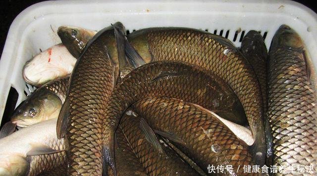  「钓友」菠萝啤酒加玉米做饵料，鲤鱼草鱼都爱吃，南方钓友别错过