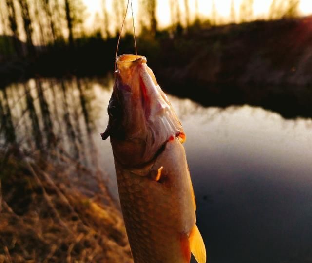  野钓■秋天野钓究竟是钓浅水还是钓深水好？看看这三个区别，你