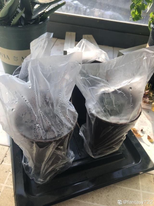  「图片作者」10种花，春天不能晒，躲屋里最安全！