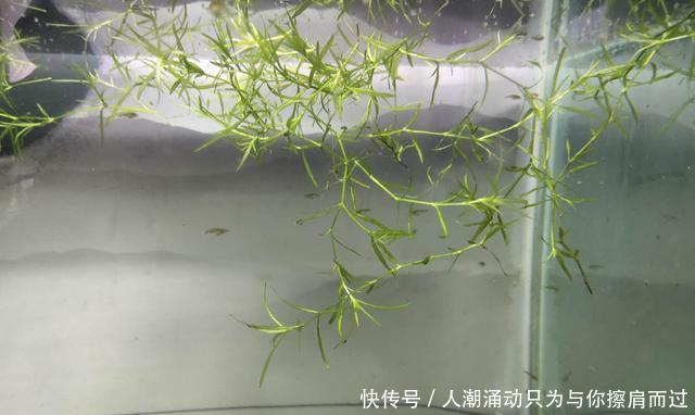  【水质】很多观赏鱼的鱼苗养不大，未必难在水质上，而是因为一个小问题！
