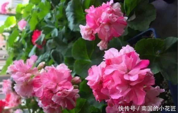  太漂亮@只养1种花，几平米阳台开成“花海”，真是太漂亮啦