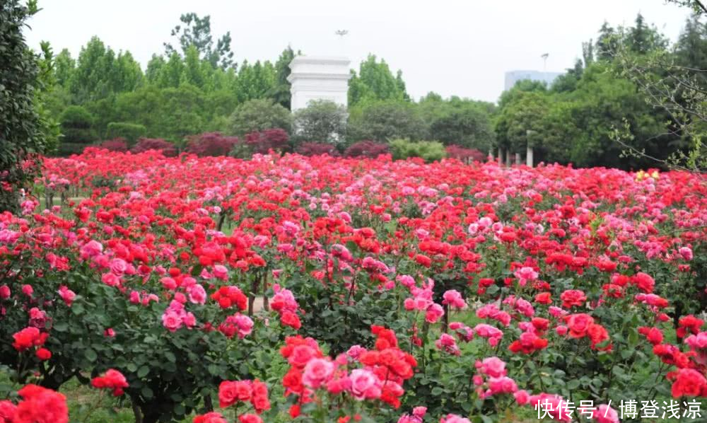 『相拥』郑州绿博园月季花开,云海相拥!