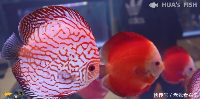 『观赏鱼』别听水族店老板的!连鱼带缸一起买回家,观赏鱼大多活不过27天