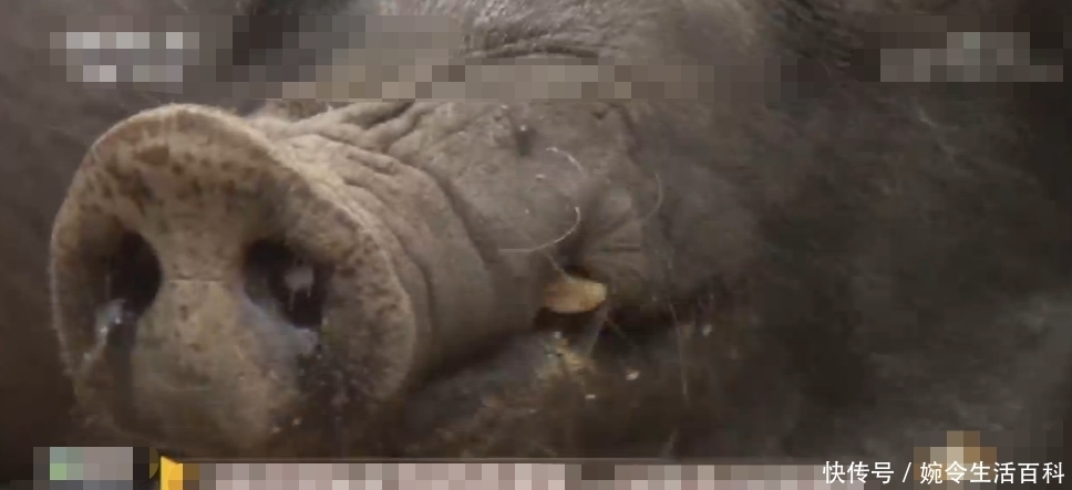  没想到|姐妹俩为帮父亲还债，便决定回家养猪，没想到成功致富，