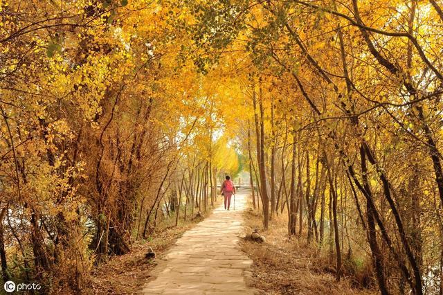 这个景区三面环水，景色宜人，有着1.8万亩天然胡杨林，是5A景区