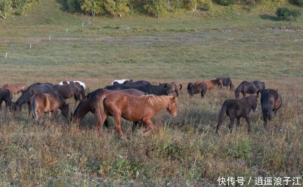 北京向北200公里，这片森林就是养生胜地，适合自驾出行