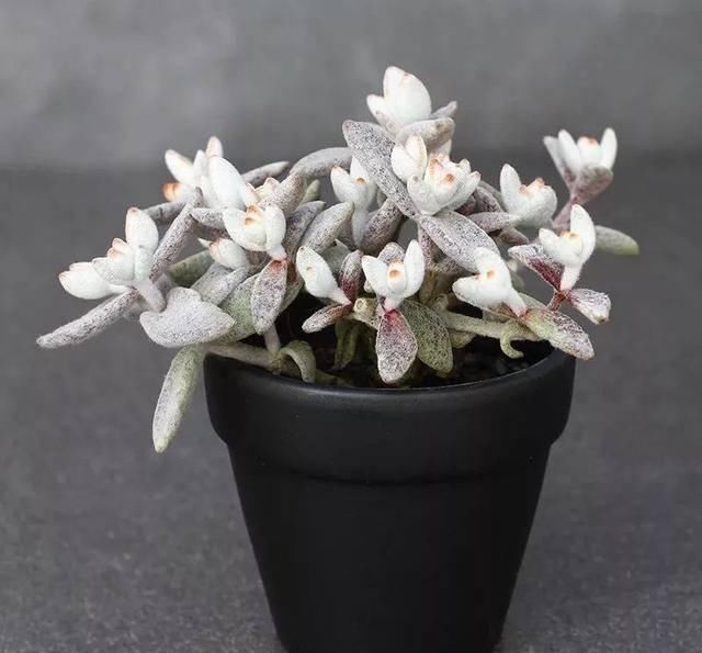 #属多肉植物#适合女生的8种“治愈系”多肉,家里养一盆,天天有好心情