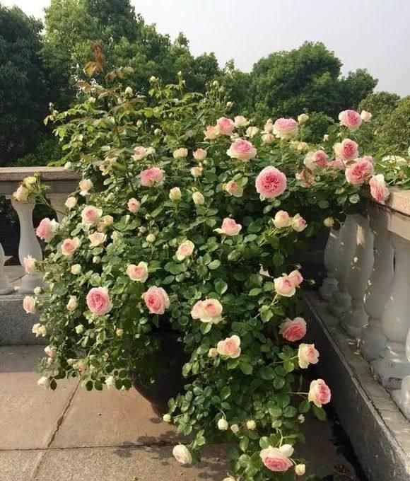  『花园』假如最美花园有排名，那么月季花园一定第一名！