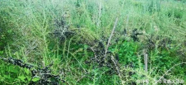  神话：“黑金”神话破灭：曾千元一斤不愁销路，如今卖20元很费