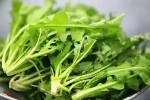 重庆人都知道,3月吃折耳根是对春天最起码的尊重