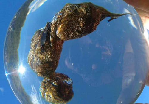 一个“有味道”的景点，各国游客慕名前往，导游：来之前别吃饭