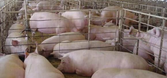  错过@养猪人别发愁了，今年做好这2点，就能发大财，养猪人莫错