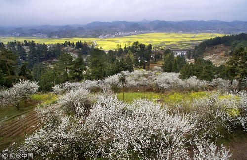 油菜花“开工大吉”？错峰休假去看春天第一拨花海