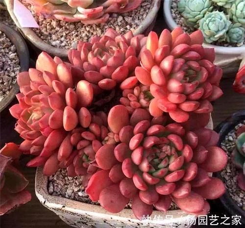  一大|她家红宝石长出一大盆，叶子红艳胖乎乎，邻居看了都羡慕