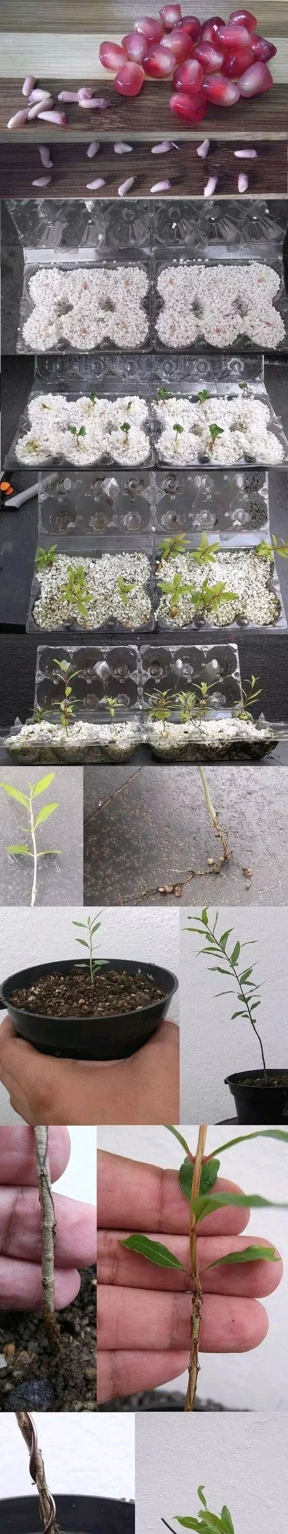  放进■我在路上捡起一座松塔，不小心把它放进了花盆里。太神奇了
