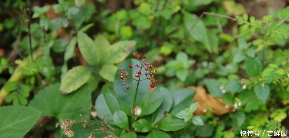  #营养#农村这植物，人称“土人参”，营养极高，十分珍贵，遇到