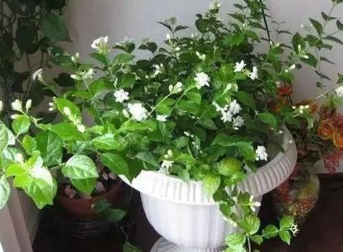  【方法】3种“吃食”变质？不能食用就养花用，按照方法处理是天然肥料