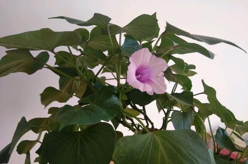  『美爆』买回来吃不完的红薯发芽了不要丢，找个瓶子来水培，开花美爆