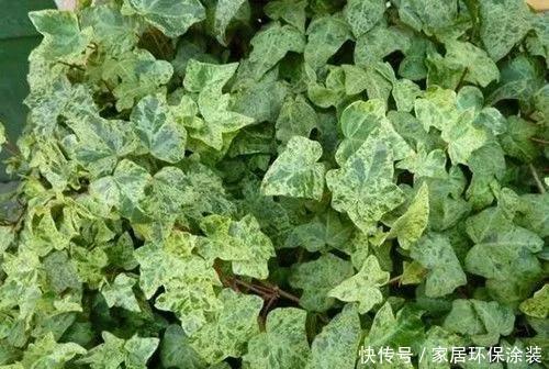 「中华常春」12种常春藤,每种都这么美,必须养一盆!
