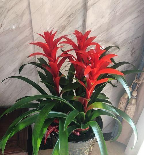 假花■3种花真耐看,一开就是3个月,别以为是“假花”给拔了!