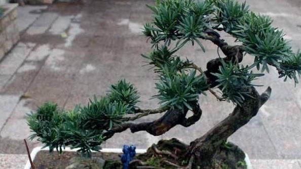  『树木盆景』这2种“贵树”不用买，砍1根枝条“插土里”，浇水就生根，好养活