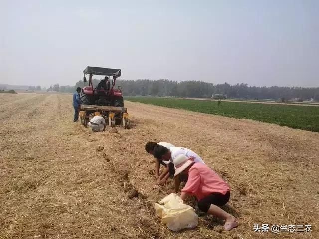 当初专家鼓励秸秆还田，现在弊端显现，农民气哭了：损失谁来负责