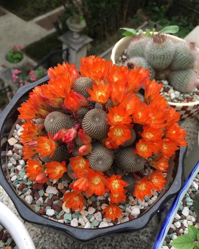  [技巧]养花技巧：这6种花千万别喷水，一喷水就烂叶，3天死翘翘！