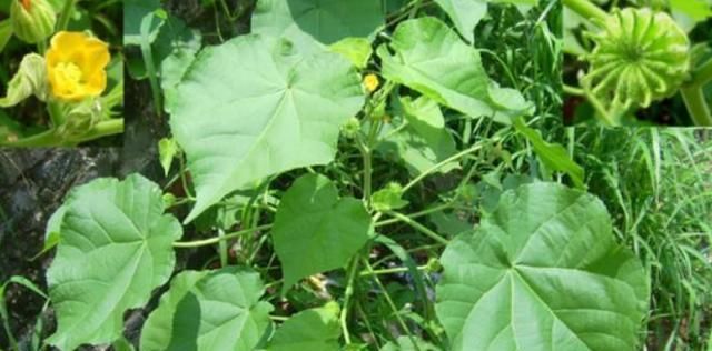 「杂草」这种植物你认识吗?看似是“杂草”,其实用途有很多!